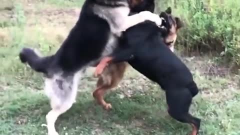 Real unbelievable fight between Rottweiler vs German Shepherd