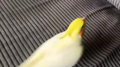 Funny parrot |cockatiel parrot | Funny birds | Funny animals