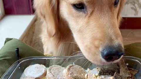 A cute dog that even steals food