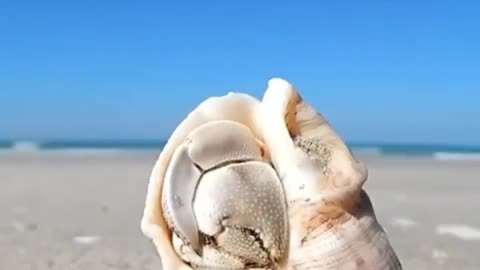 Hermit crab