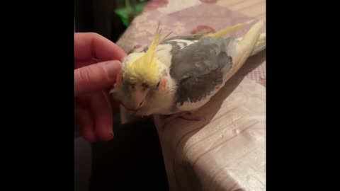 Polly the parrot loves to scratch herself #animl #shorts