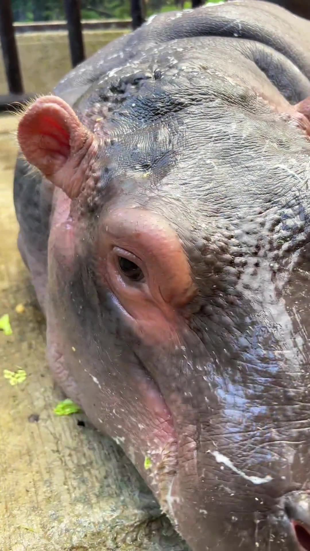 Hippo-licious and loving every moment at the zoo! 🦛 ️ #hippo #zoo # ...