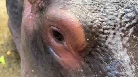 Hippo-licious and loving every moment at the zoo! 🦛❤️ #hippo #zoo #animals #shorts #viralvideo #fyp