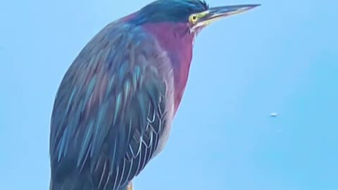 The Great Green Heron