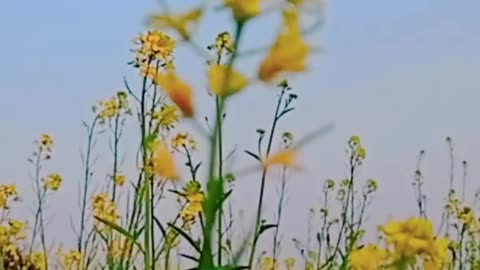 Natural Mustard Garden Yellow flowers