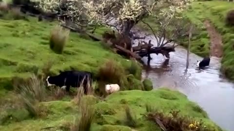 The sheep crossing the creek