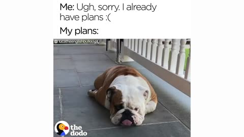 Hilariously Lazy English Bulldog Will Not Move | The Dodo