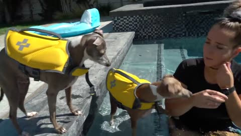 Teaching my dog how to swim