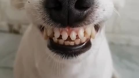 Funny Laughing Dog With Fake Teeth #shorts #funnydogs #funnyanimals