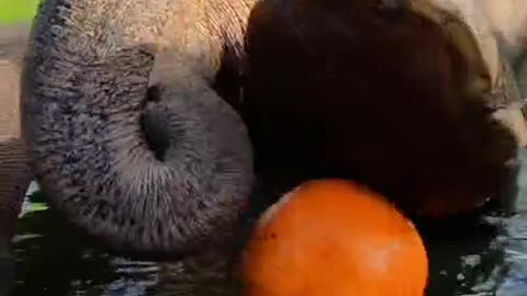 Feed the elephant pumpkins