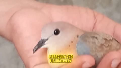 TRAPPED & FREED! Rescuing a Distressed Bird from Staff Room