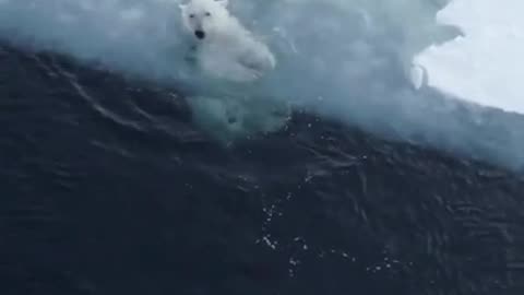 He's just chilling in the ice.🐼