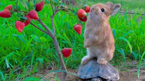 enjoy Rabbit 🐰 on Turtle 🐢 Strawberry's