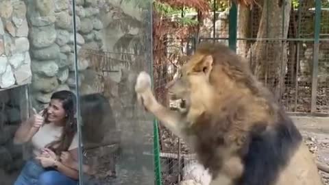 Zoo in Lebanon faces furious backlash over ‘CRUEL and ‘DISGUSTING glass viewing box