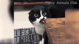 Funniest Animals Video - Best Cats😹 and Dogs🐶 Videos 2022 Compilation!