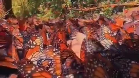 Hundreds of Beautiful Butterflies Together #shorts #viral #shortsvideo #video