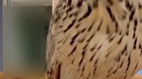 Funny Animal : Owl is doing fun!