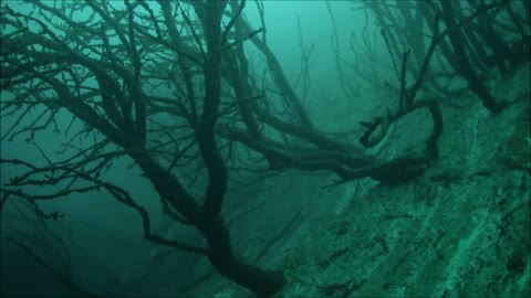 Recreational diving in the Kreidesee Lake, Hemmoor - The "Men Forest". Germany - august