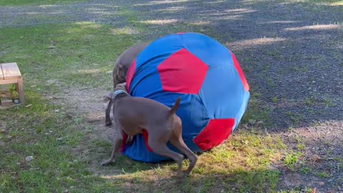 Weimaraners Playing With The Horses' Ball