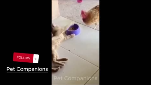 Funny animal videos 2023 - Funny cats/dogs