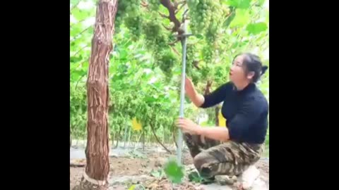 Organic Grapes farming #fruitgarden