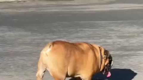 BULLDOG LOVE TO PLAY SKATEBOARD.mp4