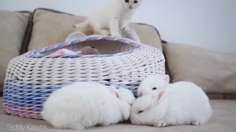 White kitten and white tiny bunnies 🐰 _ It's so Сute! 🥰