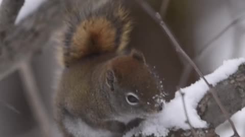 Wildlife Photographer in the snow