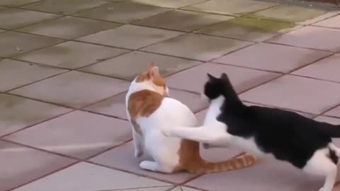 Funniest cats fight of 2022