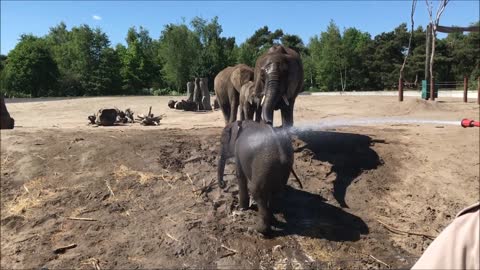 Cachorro de elefante adora ser rociado con una manguera