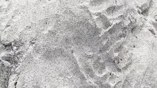 Sleepy Beach Pup Enjoys Her Vacation