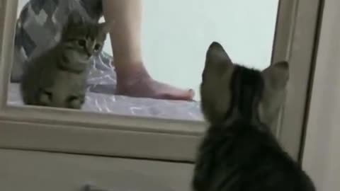 Watch What Happened To This Stubborn Cat | So Hilarious