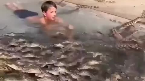 Boy swims with crocodiles 😳😱🤯