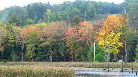 Fall Foliage