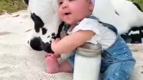 Adorable Cute Baby And Cow.