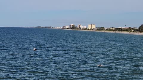 Shiner fish in ocean