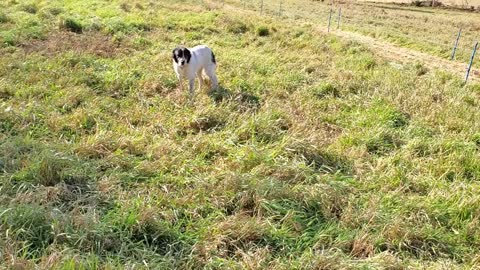 Fat Pups and Fat Flock