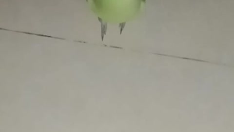 Green parrot video