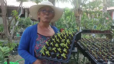 Como Eliminar os Fungos que aparecem em tempos chuvosos nas suas Rosas do Deserto