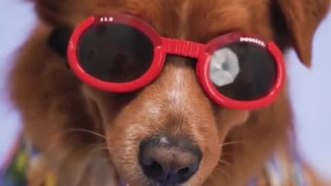 Cute and funny dogs video | Dog funny status video for Facebook Instagram and whatsapp