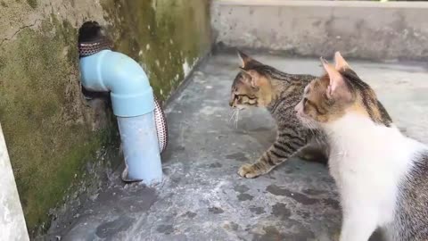 Cats 🐈 🐈‍⬛️. VS snake 🐍 😳😄 🤣 😂 😆 😄