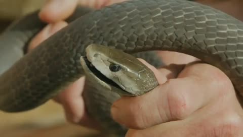 Why The Black Mamba Is NOT The World's Deadliest Snake