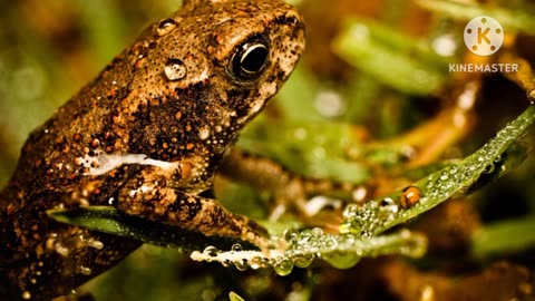 Interesting Facts and Information about Frogs