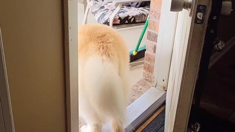 Koda Pulls Daisy Outside to Play by Her Ear