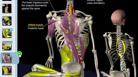 Stretching for Injury Prevention & Muscle Growth: Muscle Motion & Anatomy