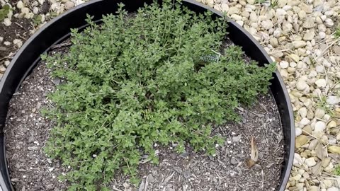 Garden Update Week 3 - 14/16 Pole Beans Germinated, Transplants All Successful - No Insect Issues!