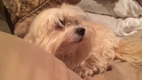 Angry dog refuses to give up her spot on the bed