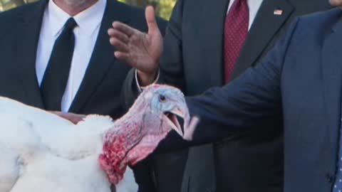 When you remember the annual turkey pardon exists