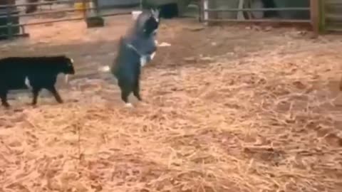 Funny animals 😄hub,funny animals club youtube, 🤣, funny animals dancing 💃😄, funny animals fighting 😄