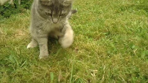 Cat is irritated by the bird calls and doesn't know whether to play or hunt